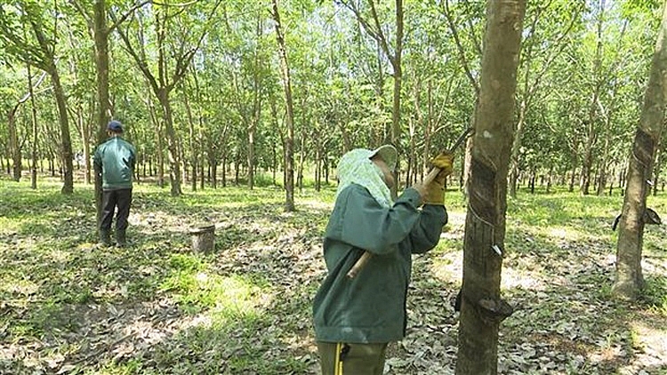 Thu hoạch mủ cao su