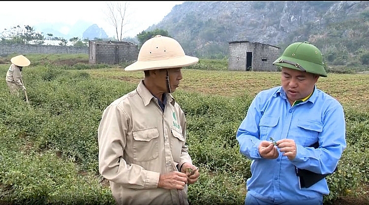 Phan Trung Kiên: Khởi nghiệp thành công với cà gai leo