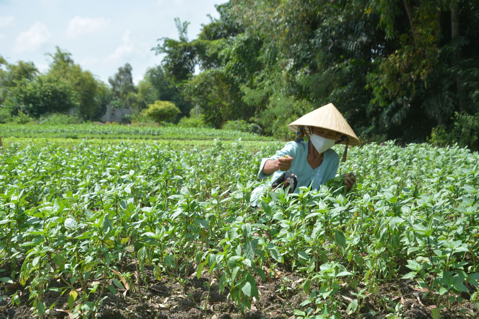 Kinh tế tập thể đã góp phần thay đổi phương thức sản xuất cũ, tạo được chuỗi liên kết và đầu ra ổn định hơn cho nông sản