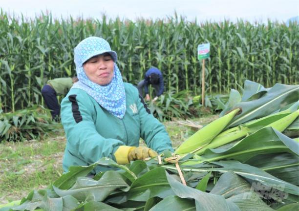 Những hỗ trợ của Nhà nước phải trở thành tài sản tập thể của hợp tác xã, qua đó giúp các hợp tác xã tăng trưởng, phát triển, nâng cao hiệu quả hoạt động, sản xuất cũng như thu hút sự quan tâm, đầu tư của các doanh nghiệp mạnh mẽ hơn. Ảnh: Phạm Hiếu.