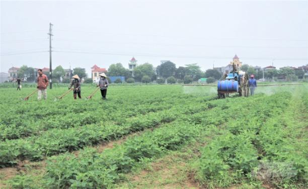 Khu vực kinh tế tập thể vẫn chưa phát huy được hết tiềm năng, lợi thế, chưa thực sự trở thành nền tảng của nền kinh tế. Ảnh: Phạm Hiếu.