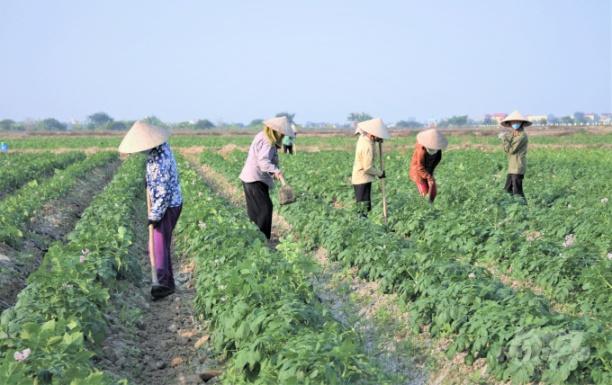 Hiện nay có nhiều chính sách hỗ trợ các hợp tác xã nhưng không tập trung, không trọng tâm, trọng điểm. Ảnh: Phạm Hiếu.