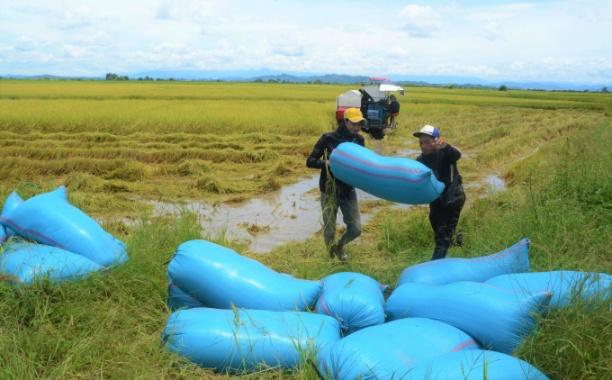 Người dân Buôn Chóah rộn ràng trong mùa vui thu hoạch lúa ST25. Ảnh: Quang Yên.
