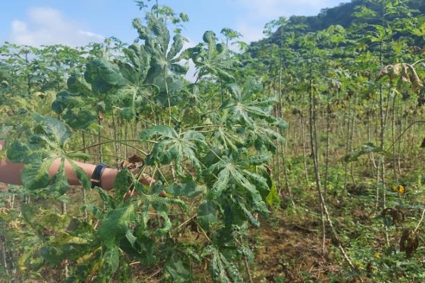 Bệnh khảm lá đã và đang gây rất nhiều khó khăn cho sản xuất sắn những năm gần đây. Ảnh: NNVN.