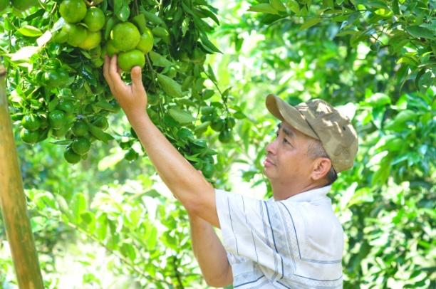 Lâm Đồng có quy mô diện tích là 62.000ha diện tích công nghệ cao. Ảnh: Minh Hậu.
