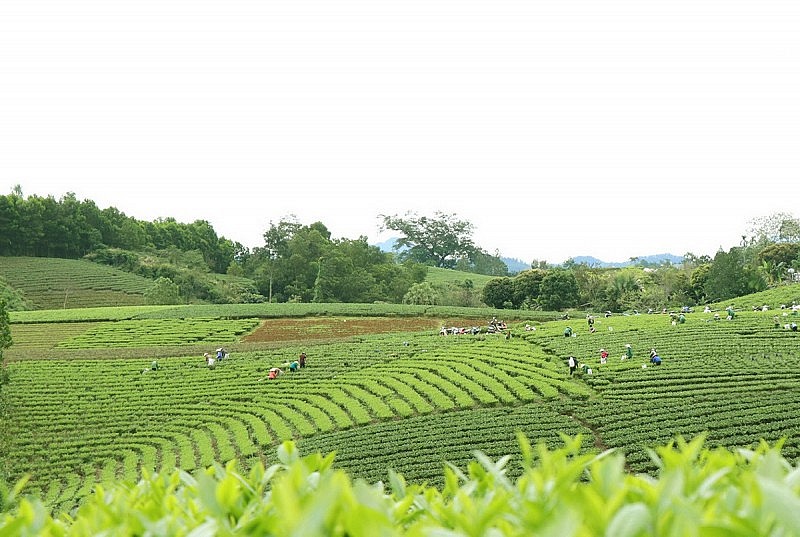 Chè đang là cây xóa đói, giảm nghèo, làm giàu bền vững ở vùng chè La Bằng, Đại Từ, Thái Nguyên