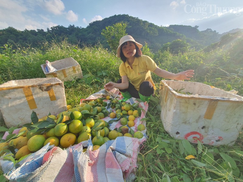 Hòa Bình: Chuyện về nữ doanh nhân nâng tầm cam Cao Phong