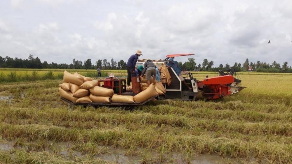 Giá lúa gạo hôm nay ngày 30/11: Tiếp tục xu hướng đi ngang