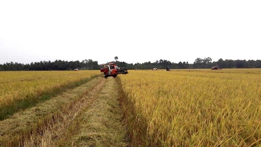 Giá lúa gạo hôm nay ngày 5/12: Giá lúa tăng cao nhất 300 đồng/kg