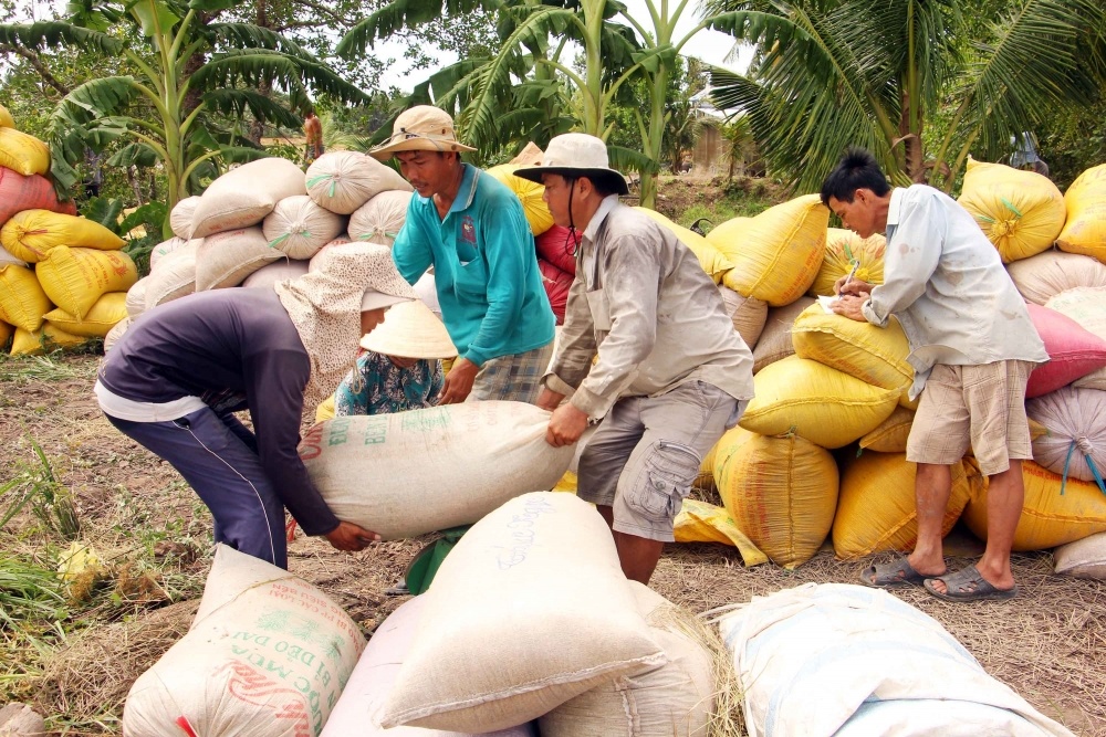 Giá lúa gạo hôm nay ngày 18/12: Giá gạo chợ tiếp tục đà tăng