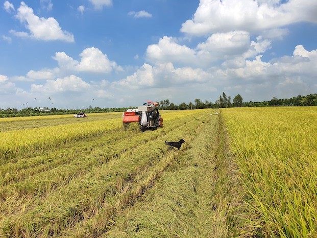 Giá lúa gạo hôm nay ngày 8/1: Tiếp tục xu hướng tăng