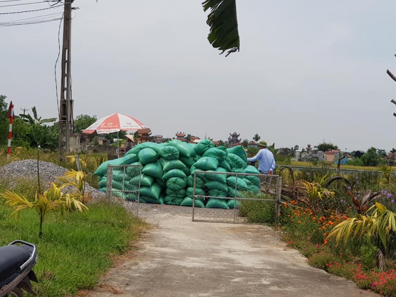 Giá lúa gạo hôm nay ngày 15/1: Sôi động phiên đầu tuần