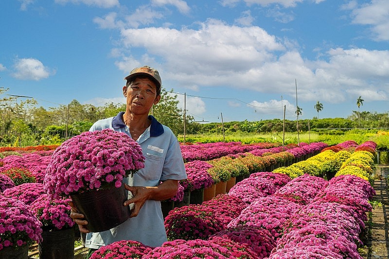 Nhiều loại hoa mới sẽ xuất hiện tại Chợ hoa Xuân Bình Điền Tết Giáp Thìn 2024