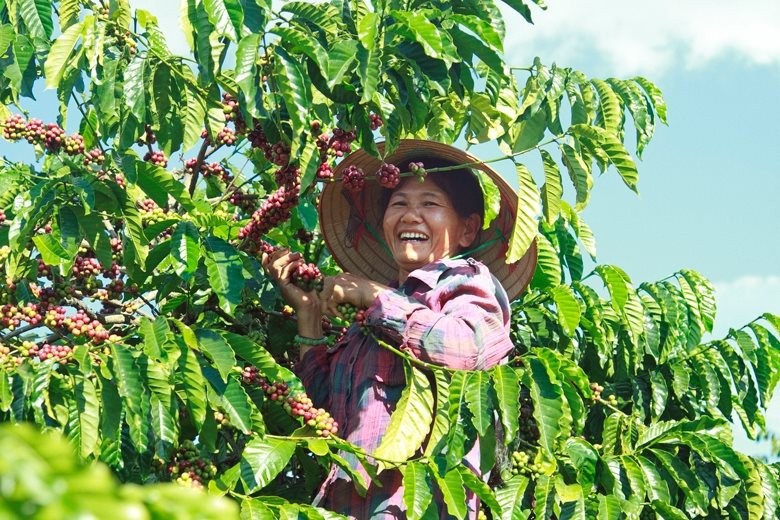 Giá cà phê Arabica giảm 10,38%, về mức thấp nhất 1 tháng