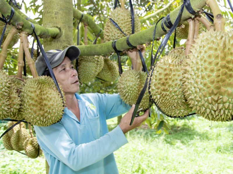 Giá nông sản hôm nay ngày 13/5: