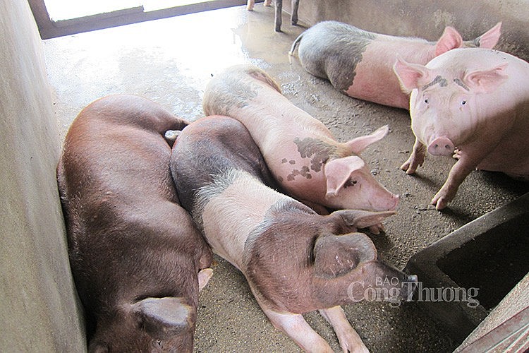 Giá heo hơi hôm nay ngày 21/5/2024: Một vài địa phương lên mức 68.000 đồng/kg