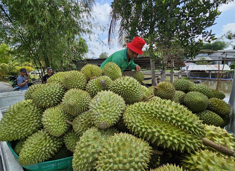 Giá nông sản hôm nay ngày 7/6/2024: Giá tiêu tăng sắp chạm mốc 160.000 đồng/kg; mận Sơn La mất mùa, giá cao