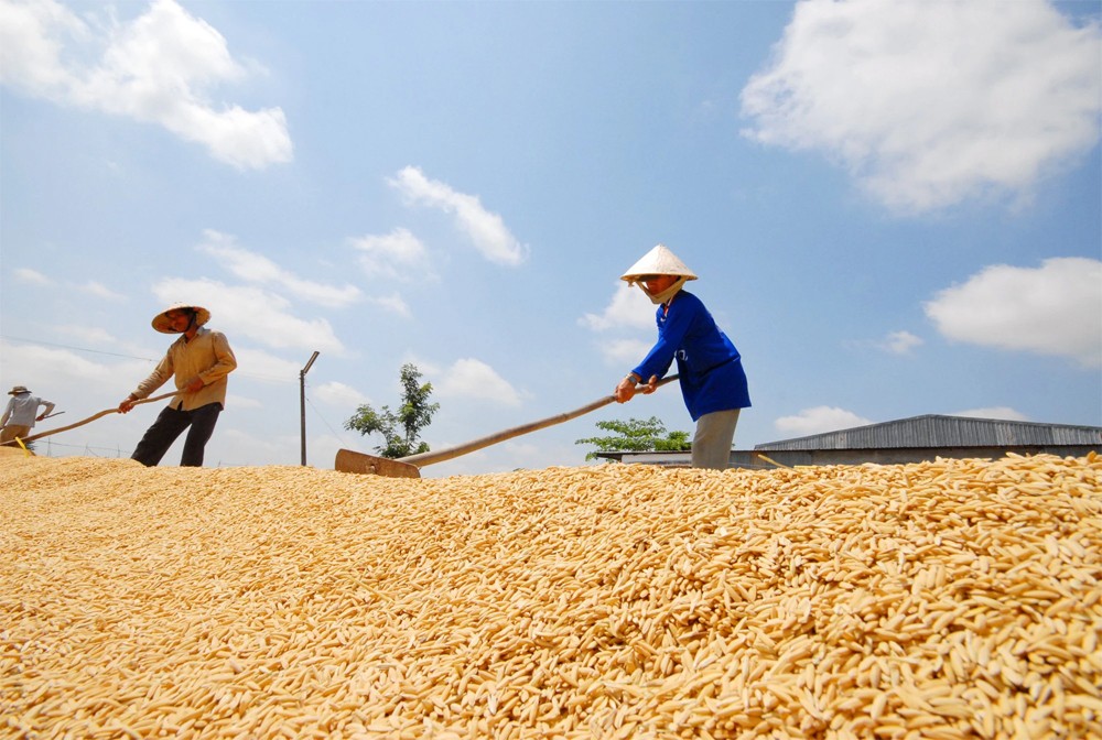 Giá lúa gạo hôm nay 21/6/2024: Giá lúa giảm nhẹ, giá gạo biến động