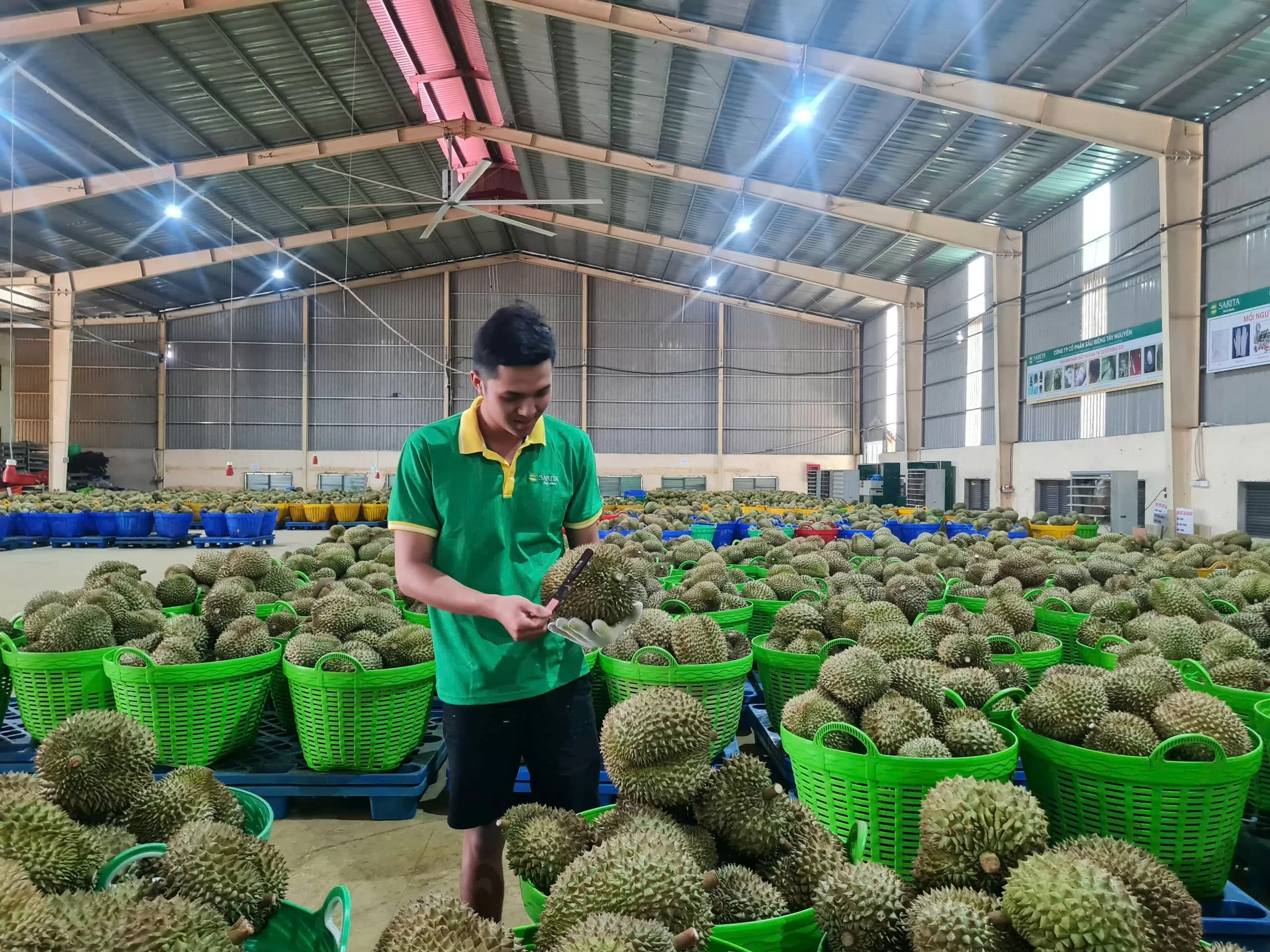 Xuất khẩu sầu riêng Xuất khẩu sầu riêng