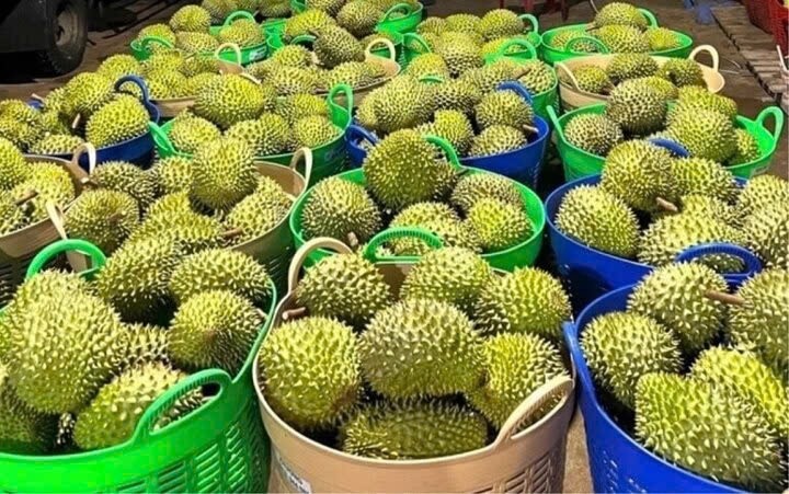 Vì sao giá sầu riêng trái vụ tiếp tục tăng cao lên tới 160.000 đồng/kg?