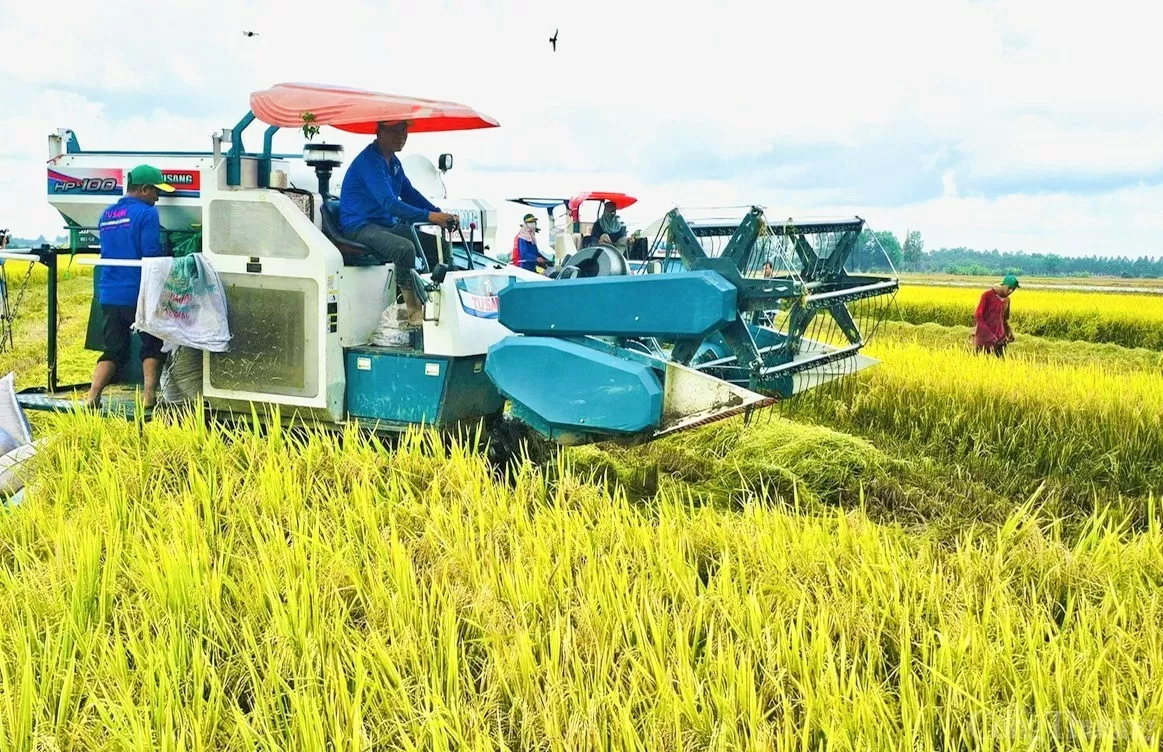 Giá lúa gạo hôm nay ngày 6/12: Gạo biến động nhẹ, giá lúa tươi tăng cao Giá lúa gạo hôm nay ngày 6/12: Gạo biến động nhẹ, giá lúa tươi tăng cao