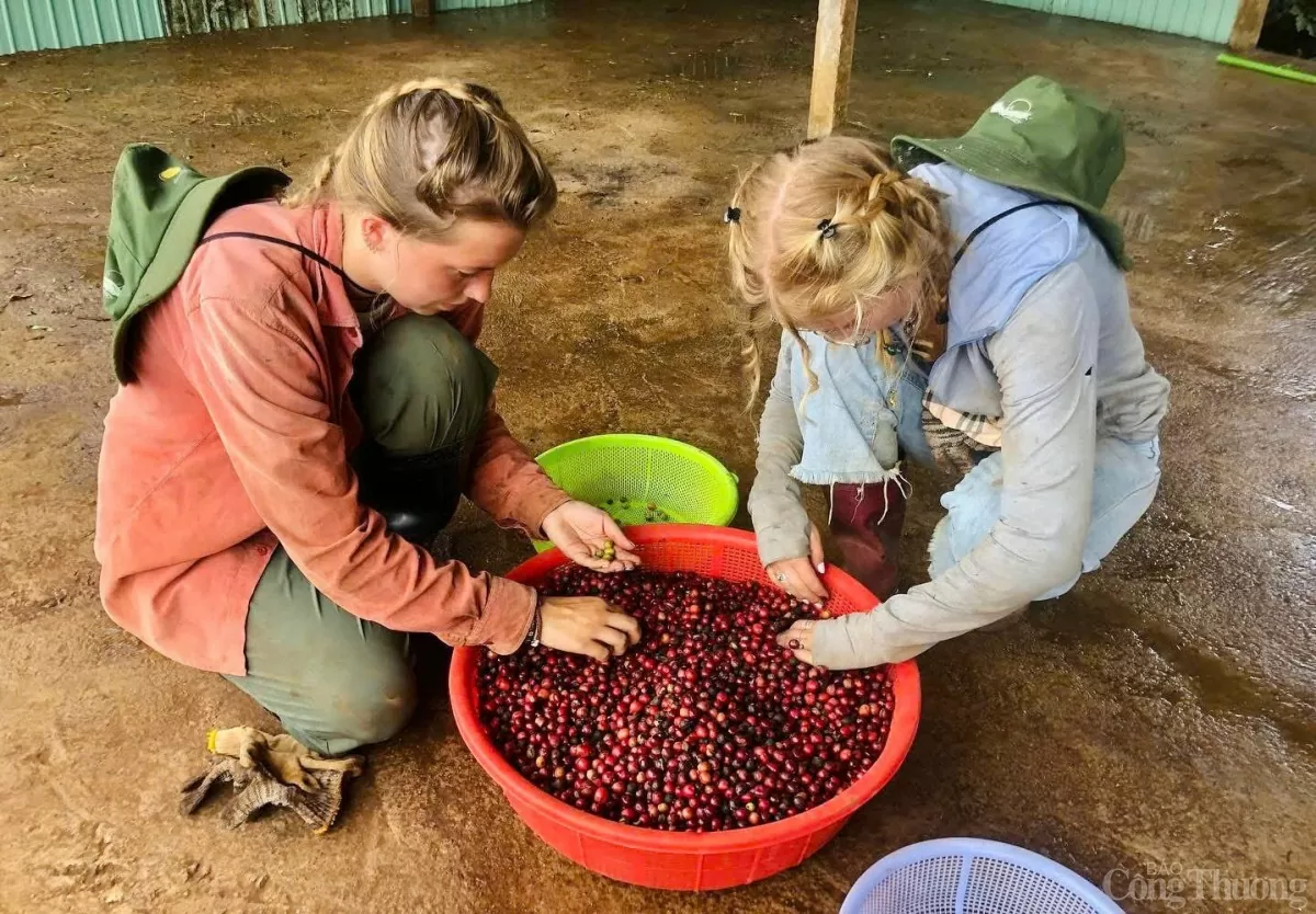 Khách du lịch quốc tế trải nghiệm hái cà phê tại Nông trại Moon’s Coffee Farm, TP. Pleiku, tỉnh Gia Lai