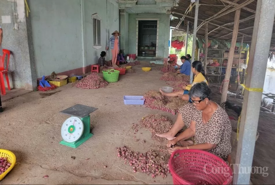 Người dân đang sơ chế hành tím hành tím rải vụ