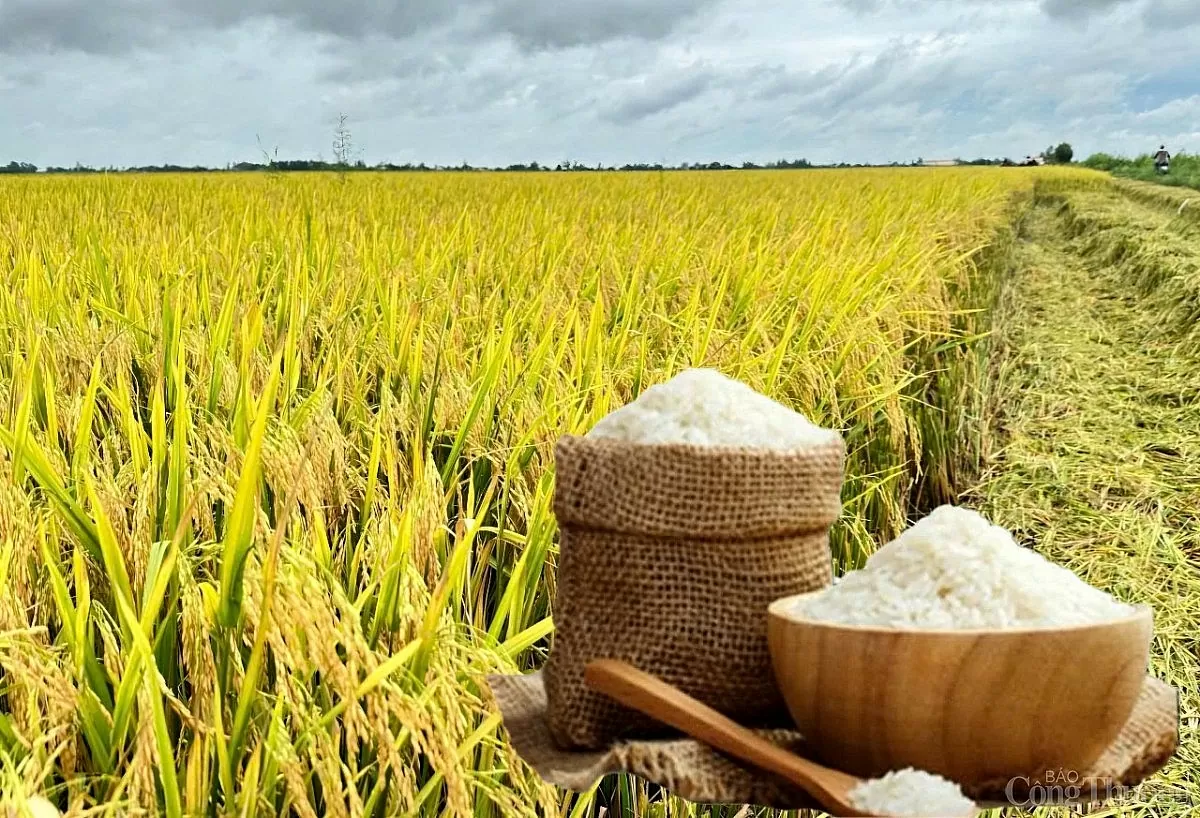 Giá lúa gạo hôm nay ngày 4/3: Lúa tươi quay đầu giảm