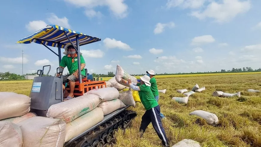 Doanh nghiệp thu mua lúa gạo trên cánh đồng liên kết phục vụ xuất khẩu tại An Giang. Ảnh: Công Mạo