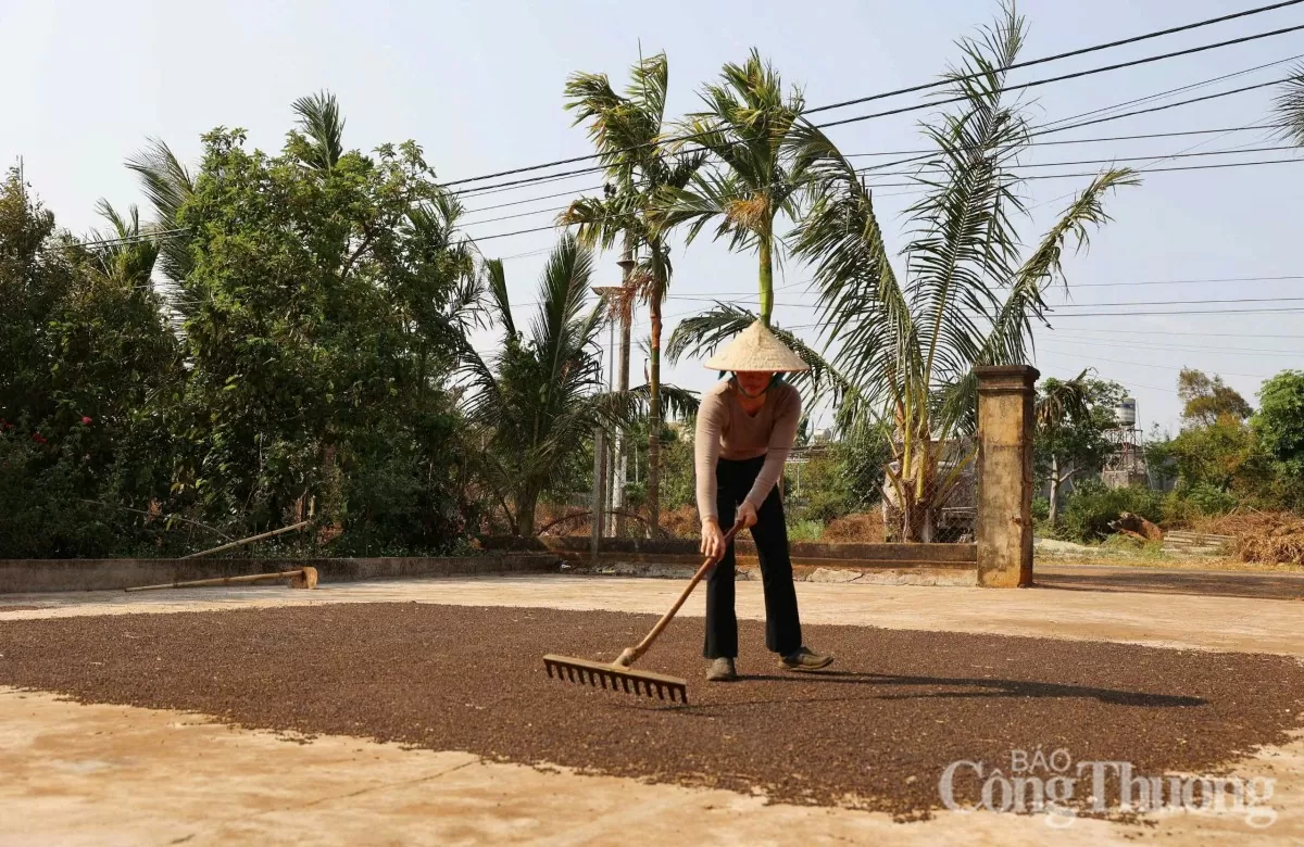 Giá tiêu hôm nay 14/4/2025, trong nước thị trường giữ mức cao
