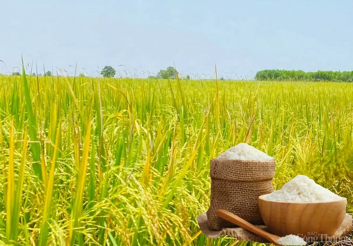 Giá lúa gạo hôm nay ngày 22/4: Thị trường lặng sóng