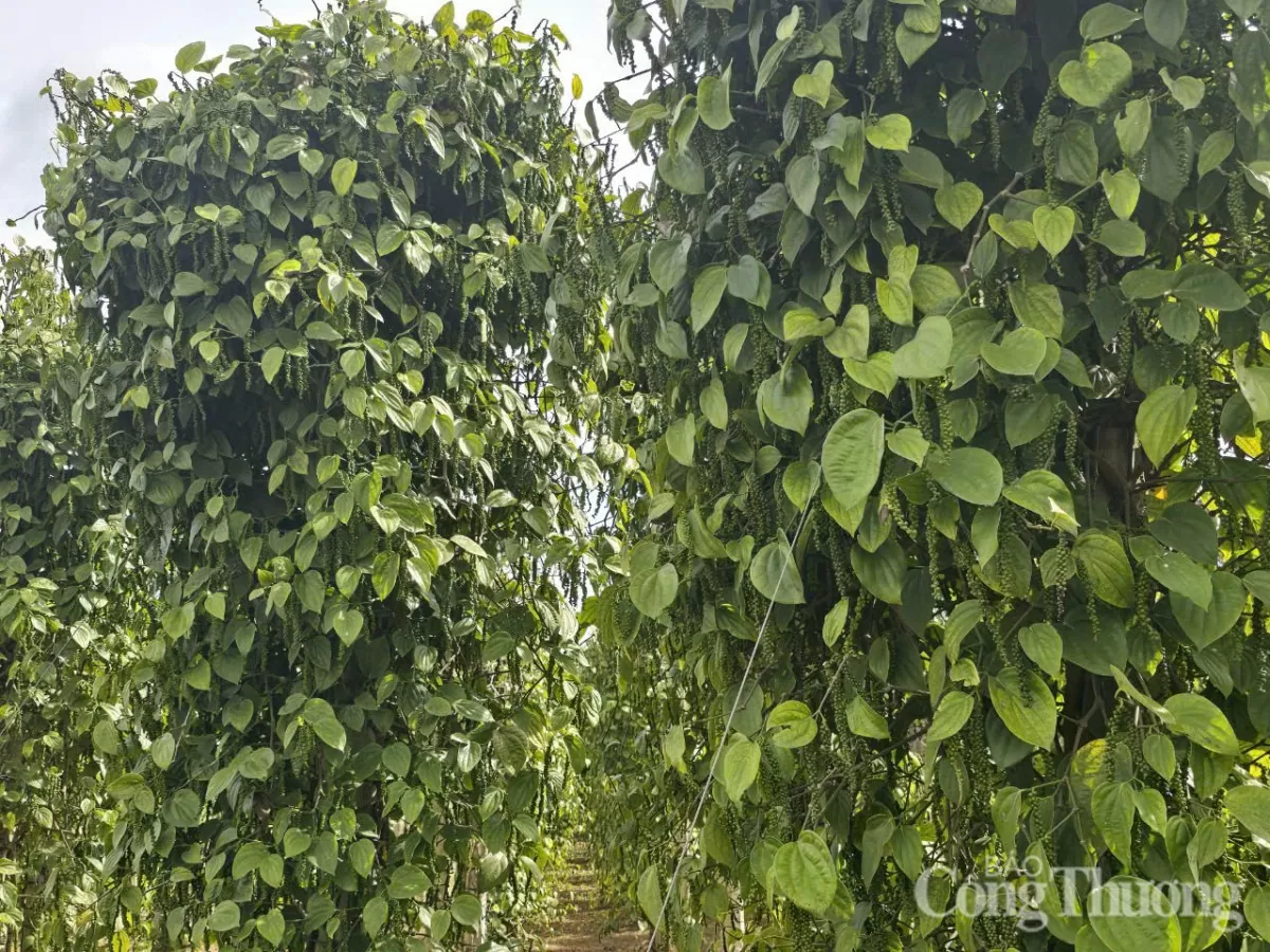 Giá tiêu hôm nay 16/5/2025, trong nước Giá tiêu hôm nay 16/5/2025, trong nước tăng giảm đan xen