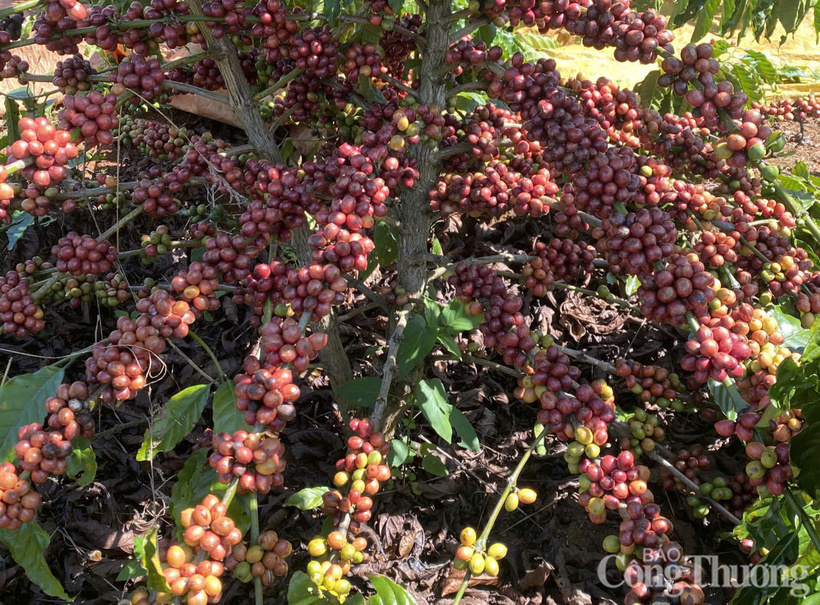 Giá cà phê Robusta giảm 0,1% về mức 3.887 USD/tấn