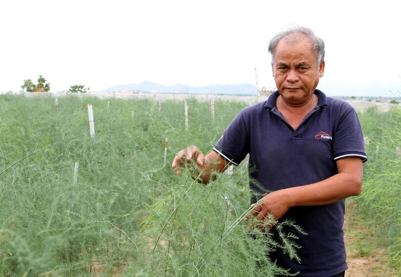 HTX Tuấn Tú đã trở thành hình mẫu tiêu biểu khi liên kết sản xuất gần 45 ha măng tây với đồng bào Chăm (Ảnh: Sơn Ngọc)