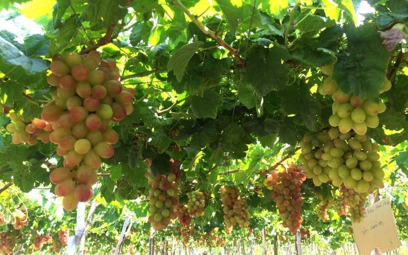 Nho là sản phẩm tiêu biểu của Ninh Thuận