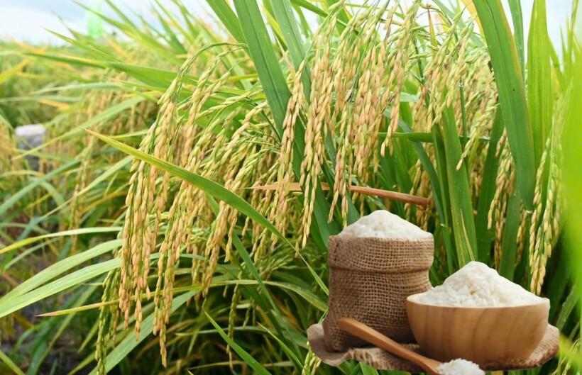 Giá lúa gạo hôm nay ngày 30/6: Gạo bình ổn, lúa tương chững giá. Ảnh: Thanh Minh.
