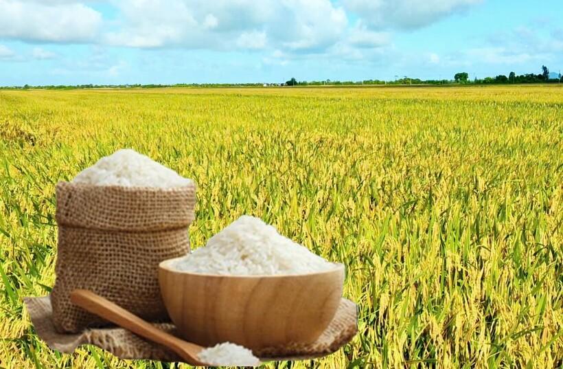 Giá lúa gạo hôm nay ngày 3/7: Lúa tươi tiếp đà tăng, gạo các loại bình ổn. Ảnh: Thanh Minh.