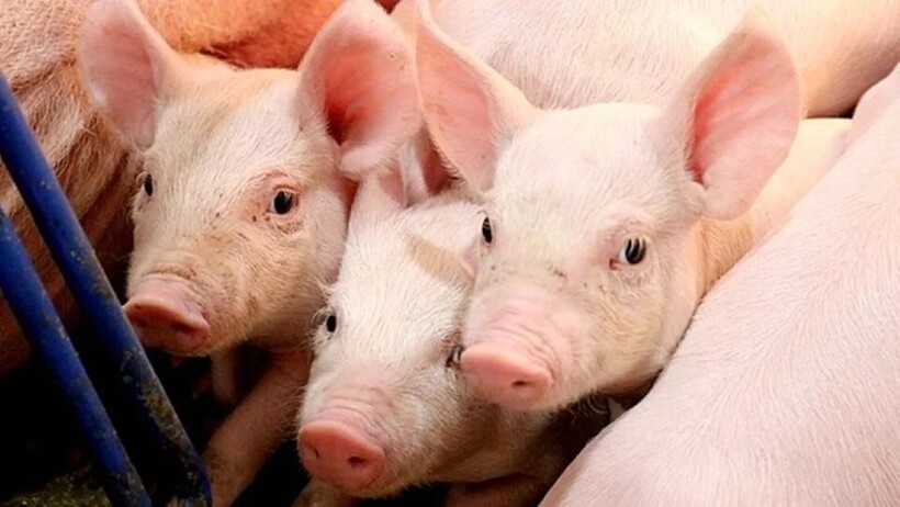 Giá heo hơi hôm nay 7/7/2025: Dao động từ 65.000 - 70.000 đồng/kg.