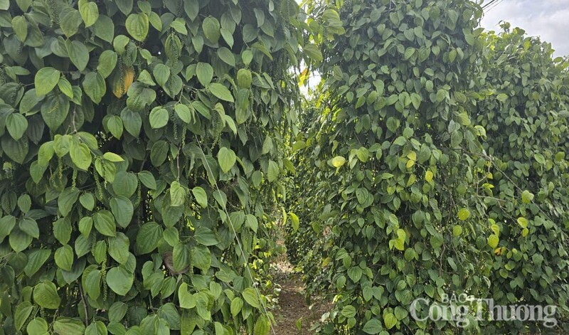 Những vườn tiêu xanh tốt được trồng ở Lâm Đồng