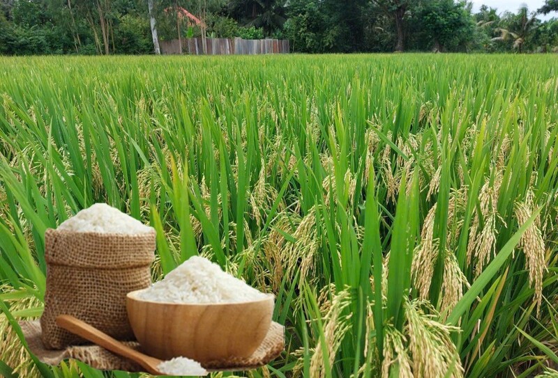 Giá lúa gạo hôm nay ngày 11/8: Gạo nguyên liệu xuất khẩu tăng nhẹ, lúa tươi vững giá. Ảnh: Thanh Minh.