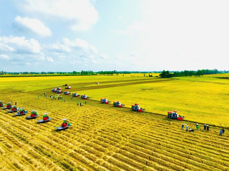 Sản xuất lúa giảm phát thải tại Đồng bằng sông Cửu Long. Ảnh: Lê Hoàng Vũ