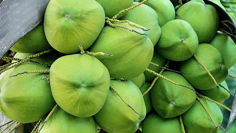 Giá dừa tươi Việt Nam hiện giảm tới 50% so với đầu năm.
