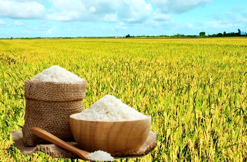 Giá lúa gạo hôm nay ngày 7/11: Gạo xuất khẩu biến động, lúa tươi chững giá. Ảnh: Thanh Minh.