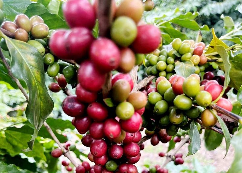 Điều kiện thời tiết cải thiện tại Brazil làm dấy lên lo ngại dư cung, gây sức ép khiến giá cà phê thế giới có nguy cơ giảm sâu. Ảnh minh hoạ