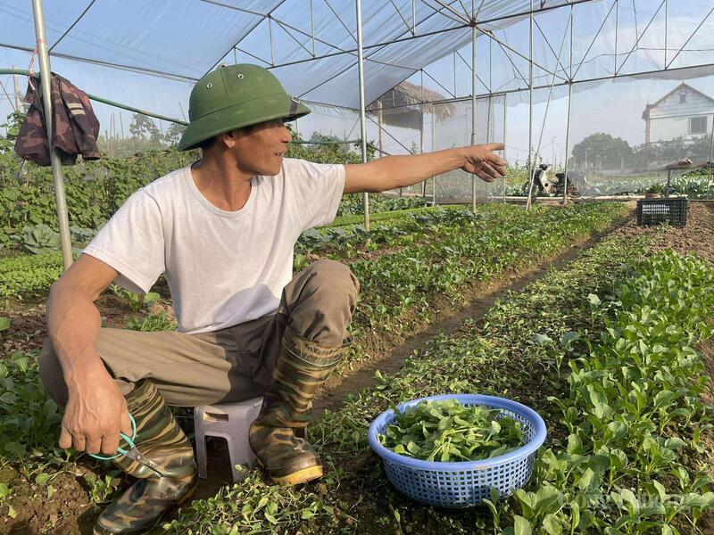 Ông Đào Văn Thành (67 tuổi) chỉ về phía diện tích rau bị ảnh hưởng do mưa dài ngày.