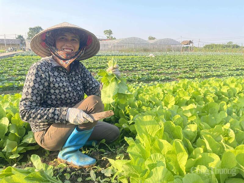 Nông dân Hợp tác xã Văn Đức thu hoạch rau cải ngọt trong điều kiện thời tiết nắng ráo, giá rau đang tăng mạnh.