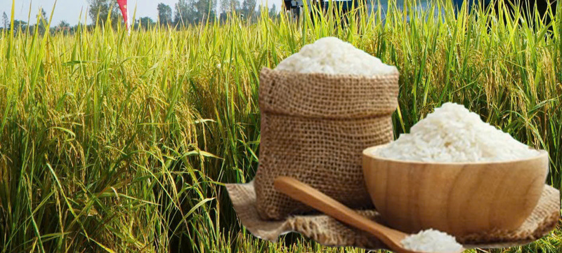 Giá lúa gạo hôm nay ngày 8/11: Gạo đi ngang, lúa tươi vững giá. Ảnh: Thanh Minh.