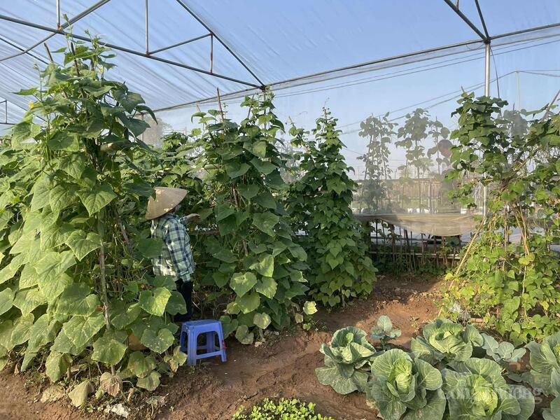 Sản lượng dưa chuột cũng bị ảnh hưởng vì yếu tố thời tiết.