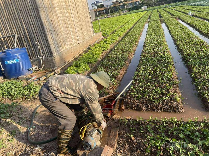 Theo đại diện hợp tác xã, nguồn nước ổn định là điều kiện thiết yếu để duy trì sản xuất rau bền vững.