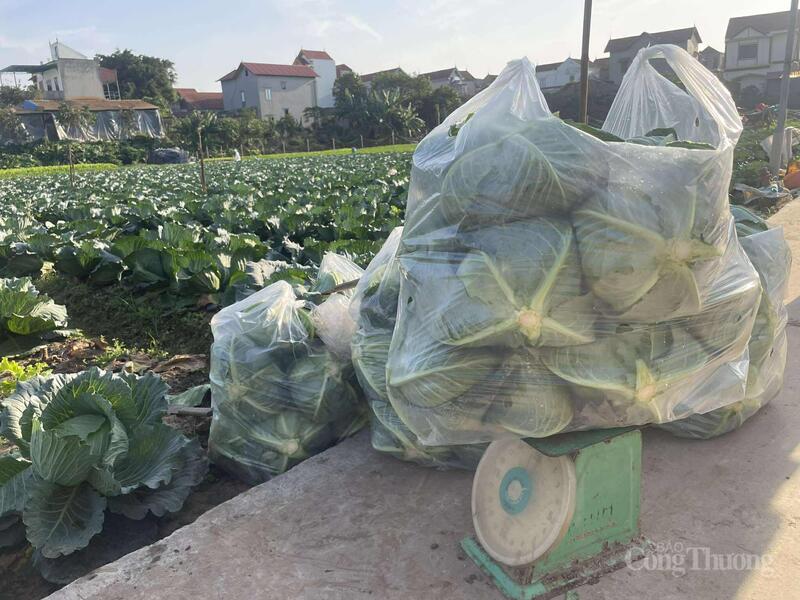 Rau bắp cải được đóng thành từng túi với trọng lượng 20kg.